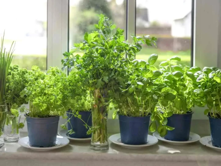 Le erbe aromatiche che sostituiscono il sale e fanno bene alla salute