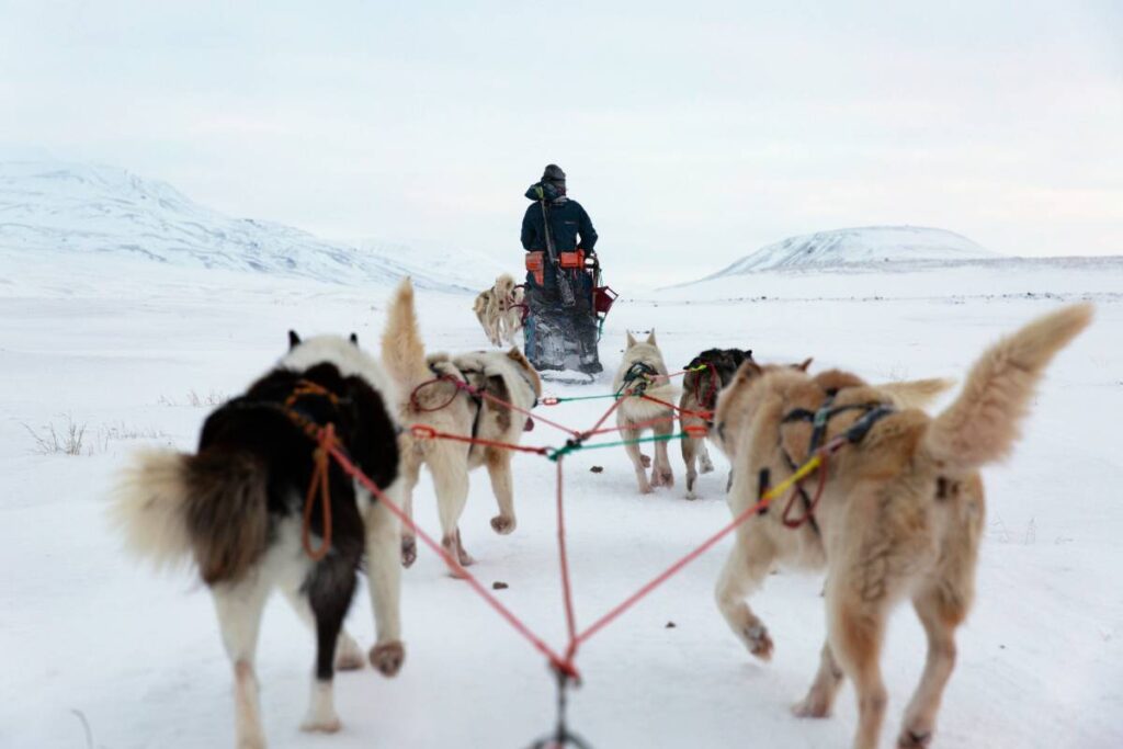 Sleddog ad Adventdalen, grande e desolata valle glaciale lunga circa 30 km e situata sull’isola di Spitsbergen,