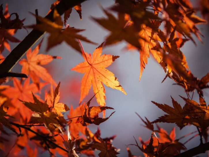 Equinozio d'autunno, quando finisce l'estate? Ecco quando arriva il freddo