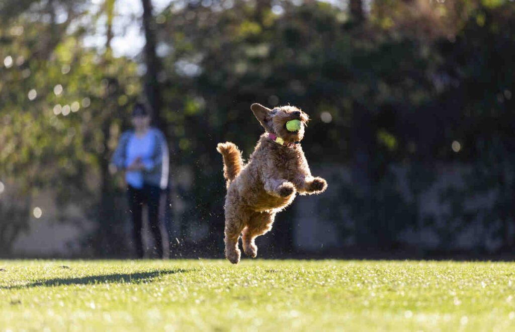 cane che salta con pallina da tennis tra i denti