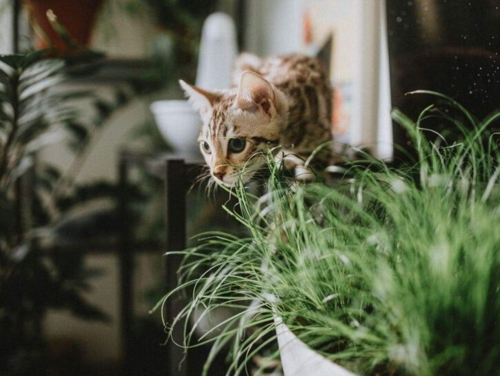 Il tuo gatto mangia le piante? I trucchi per proteggerle