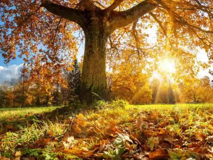 Autunno 2026, le previsioni: cambia tutto dall'anno scorso, temperature in risalita