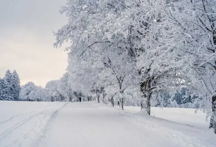 un campo e alberi sotto la neve
