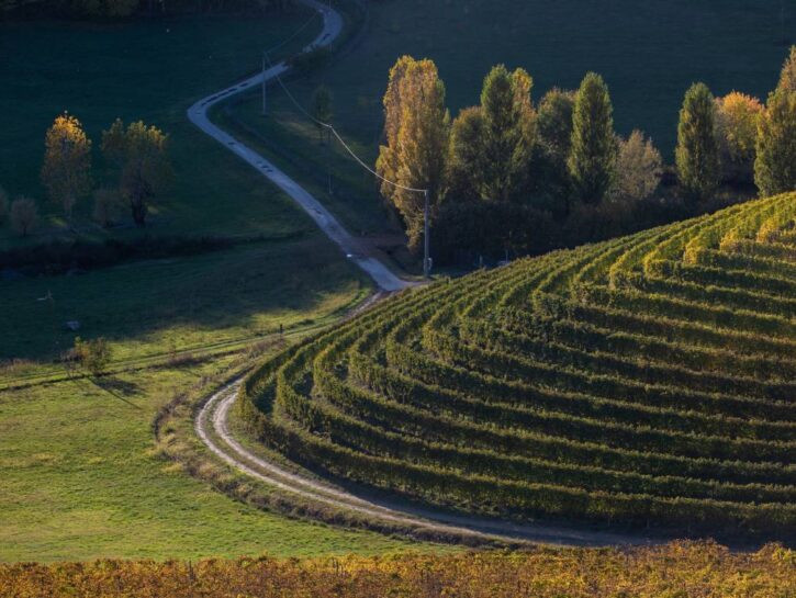 Nelle Langhe, tra borghi e cantine