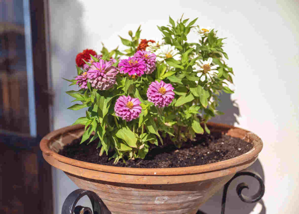 zinnia in vaso
