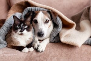 Scienza e cura: come la nutrizione “su misura” accompagna ogni fase della vita di cani e gatti