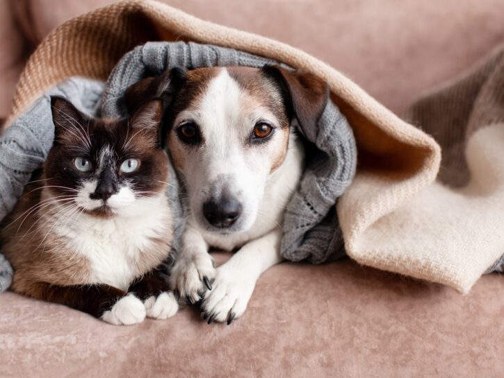 Scienza e cura: come la nutrizione “su misura” accompagna ogni fase della vita di cani e gatti