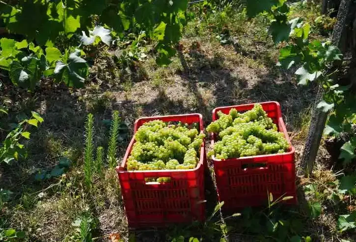 immagine di vendemmia con cassette colme d'uva a settembre