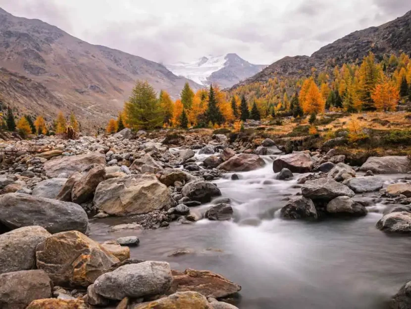 Alberi autunnali lungo un torrente nel parco dello Stelvio