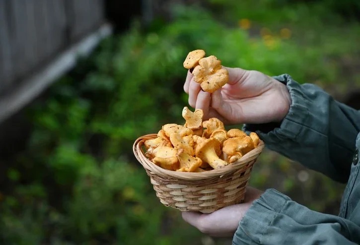 cesto di funghi appena colti