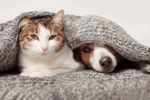 Crescita, età adulta e avanzata: come nutrire il tuo pet in ogni fase della sua crescita