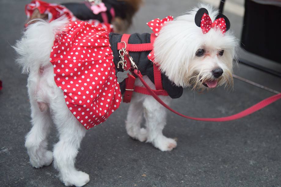 Vestiti di carnevale per cani hotsell