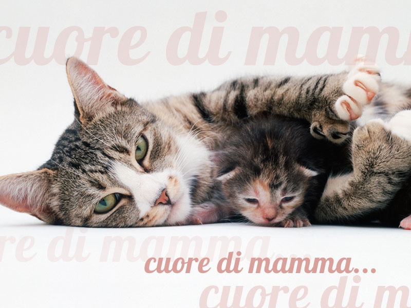 Enorme massiccio cazzo pics