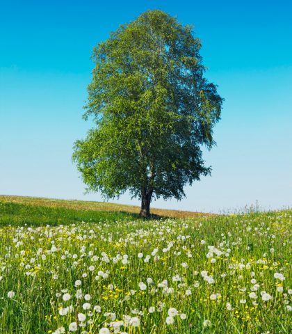 <p><b>Pulisci le vie urinarie e sconfiggi la ritenzione idrica</b></p><p>La <b>betulla </b>è una pianta la cui linfa agisce molto efficacemente sull'organismo, soprattutto nel periodo del <b>cambio di stagione.</b></p><p><b> </b> Innanzitutto, la betulla depura a fondo fegato e intestino ma il vero plus di questa pianta è la sua capacità di effettuare una sorta di lavaggio e <b>drenaggio</b> delle<b> vie urinarie</b>, eliminando acido urico in eccesso e tossine. Per questo, la tintura madre di betulla è consigliata in caso di: <b>ritenzione idrica</b>, cellulite, <b>gotta,</b> calcoli biliari,<b> cistite </b>ricorrente e sovrappeso.</p><p>Le sostanze benefiche e attive per il detto di primavera sono l'<b>acido betulico</b>, l'acido caffeico, le speciali resine e gli oli essenziali. </p><p>Solitamente, il dosaggio della tintura madre di betulla è più alto rispetto alle altre tinture madri utilizzate in fitoterapia ed è anche associato a una massiccia assunzione di <b>liquidi </b>(acqua oligominerale a basso contenuto di sodio) per amplificarne gli effetti drenanti. </p>
