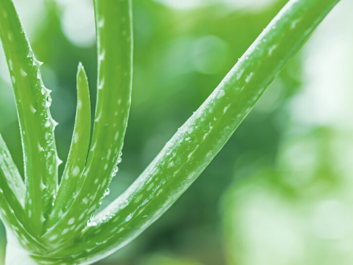 aloe per il viso