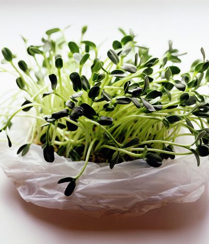 <p>Un modo molto semplice di avvicinare i bambini al giardinaggio fin da molto piccoli è quello di far coltivare loro <b>fagioli o lenticchie</b>! Non serve una grande manualità: basterà mettere il legume su del <b>cotone</b> ben bagnato e in poco tempo si vedrà germogliare la piantina! Un ottimo modo per scoprire la magia della natura e coltivare un po' di pazienza.</p>