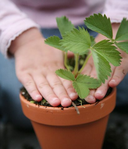 <p> Le piante dai piccoli frutti come le <b>fragole</b> non necessitano di un grande orto: anche un vaso capiente potrà andar bene e i bambini saranno soddisfatti nel veder crescere in poco tempo questi deliziosi frutti!<br />Procuratevi delle <b>piantine di fragole</b> e rinvasatele in vasi singoli o in uno grande dalla forma rettangolare. I bambini dovranno bagnarle ogni mattina (evitando il ristagno dell'acqua) e in poche settimane potranno cominciare a gustare questi frutti! Per loro sarà una scoperta veder spuntare le prime fragole bianche e aspettare fino alla completa maturazione per gustarle.</p>