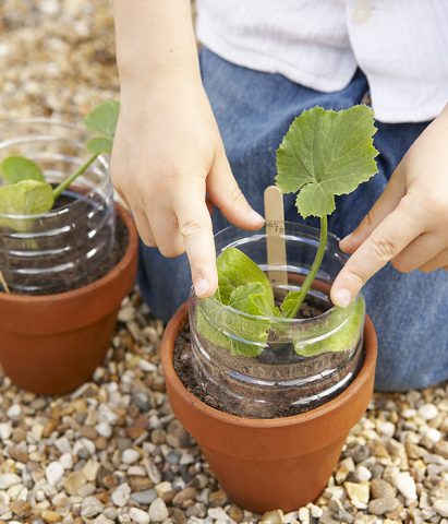 <p>Sul balcone possono essere piantate anche le verdure, come le <b>zucchine</b>! Potete far germogliare i semi in un <b>semenzaio</b> e trasferire le piantine di circa 8 cm nei vasi (la larghezza minima per una singola pianta è di 45 cm). Il periodo adatto alla semina è fine aprile. I bambini scopriranno che le zucchine fanno degli <b>splendidi fiori</b> che si possono cucinare e che le zucchine appena colte hanno un sapore molto dolce... non potranno proprio rifiutarle!</p>