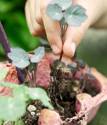 <p> Anche se non si ha a disposizione un grande giardino si possono ottenere buoni risultati anche su un <b>balcone</b> esposto al sole. Aggiungendo buona terra, semini, vasi di recupero e tanto entusiasmo! Sporcarsi le mani con la <b>terra</b> (non solo per giocare) aiuta i bambini ad essere più consapevoli del rispetto per la natura, e a considerare anche gli altri esseri viventi. Inoltre <b>coltivare piccole piante di frutta o verdura</b> può invogliare il bambino a mangiare in modo più sano, asaggiando le verdure che lui stesso ha contribuito a far crescere!<br />Il bambino deve anche imparare ad avere <b>pazienza</b> e nei più piccoli, aspettare che un frutto giunga alla giusta maturazione, sviluppa la consapevolezza del <b>tempo</b> che passa.</p><p>Un'altro aspetto importante da considerare è la qualità del <b>tempo passato insieme</b>: nè gioco, nè noiosa incombenza. Il giardinaggio è un meraviglioso modo di stare insieme, di crescita per i bambini e di pace e serenità per tutti.</p>