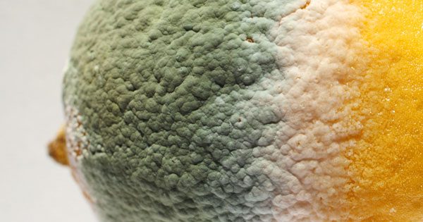 Come Eliminare Lodore E Le Macchie Di Muffa Dai Vestiti