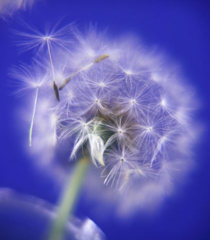 <p><b>Non solo in primavera, anche dopo le abbuffate</b></p><p>Il <b>tarassaco </b>è un fiore molto utilizzato in<b> fitoterapia </b>per la depurazione stagionale, tipicamente in primavera. Ma, essendo reperibile in<b> erboristeria</b> durante tutto l'anno, anche in inverno una cura <b><a href="https://www.donnamoderna.com/salute/detox/dieta-detox-depurarsi" target="_self">detox</a> </b>a base di tarassaco è un'ottima idea per <b>depurare a fondo</b> l'organismo favorendo il drenaggio di liquidi in eccesso.</p><p>In questo modo, sarà più semplice riconquistare la silhouette perduta a forza di abbuffate, bagordi festivi ed eccesso di alcol. </p><p>Il <b>tarassaco</b>, infatti, esercita una potente azione benefica nell'eliminazione delle <b>sostanze tossiche</b> accumulate a livello del <b>fegato.</b></p><p>Inoltre, il tarassaco è fortemente<b> diuretico</b> (per merito dei<b> flavonoidi</b> e dei sali di potassio) e quindi aiuta a prevenire, nonché a combattere,<b> <a href="https://www.donnamoderna.com/salute/potassio-carenza-benefici" target="_self">ritenzione idrica</a> </b>e cellulite. </p><p><b>Come si prepara: </b>la tisana al tarassaco richiede l'infusione di circa 5 grammi di miscela di foglie di tarassaco (reperibile in erboristeria) in 150 ml di acqua bollente, per un tempo di 10 minuti (coperta). Si consuma fino a 3 volte al giorno, di cui una preferibilmente al mattino. </p><p> </p>