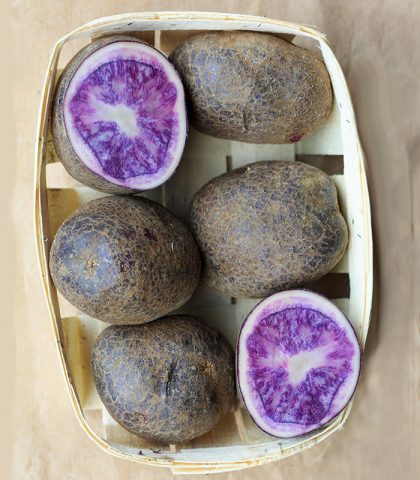 <p>«Questi tuberi sono ricchi di antocianine che mancano nelle patate bianche e che agiscono nella prevenzione del <b>cancro</b> e dell’<b>invecchiamento</b>» spiega Paola Salgarelli. «Inoltre, secondo uno studio dell’Università di Scranton, in Pennsylvania, consumarle due volte al giorno senza aggiungere condimenti aiuta a ridurre la <b>pressione</b> degli ipertesi di circa il 4%».</p><p><b>Come consumarle </b></p><p>Per migliorare l’effetto antipertensivo falle lessare o cuocile nella<b> pentola a pressione.</b> E mangiale con la buccia.</p>