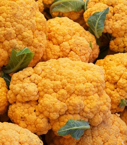 <p>«I <b>beta-caroteni</b> contrastano i radicali liberi e combattono l’invecchiamento cutaneo. E il cavolfiore arancione ne contiene una quantità 25 volte maggiore rispetto a quello bianco» spiega Paola Salgarelli, specialista in Scienze dell’alimentazione a Vicenza.</p><p><b>Come consumarlo</b></p><p>Cuocendolo, i beta-caroteni diventano più facili da assimilare. Ma provalo anche <b>crudo</b>, in insalata o in pinzimonio con una salsina allo yogurt.</p>