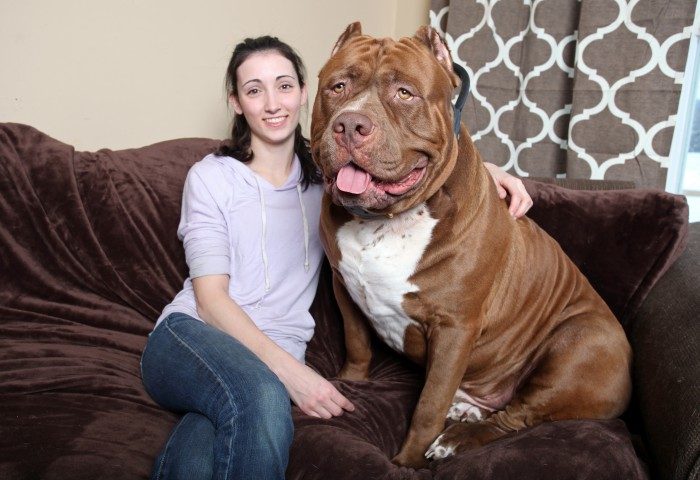 Bailey Il Cane Più Ricco Del Mondo