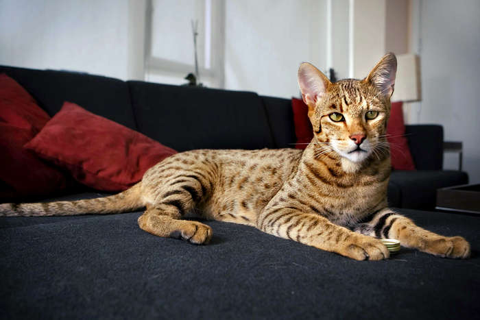 risPETtiamoli 4202021-Il-felino-Ashera-e-il-gatto-piu-costoso-del-mondo I gatti da Guinness In evidenza Mondo Gatto risPETtiamoli 4202021-Il-felino-Ashera-e-il-gatto-piu-costoso-del-mondo I gatti da Guinness In evidenza Mondo Gatto