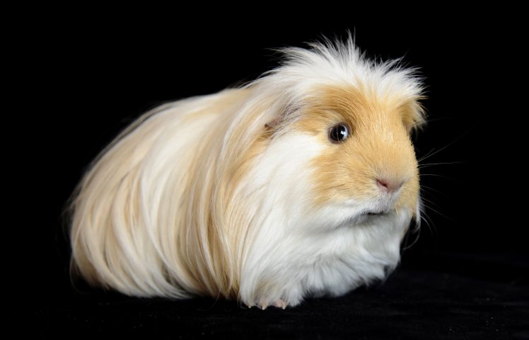 <p>La <b>cavia peruviana</b> è uno degli animali domestici che più facilmente stringe amicizia con le persone. E se accudita nella maniera corretta può vivere anche 10 anni. A differenza di altri roditori, non ha l’abitudine di mordere tutto quello che trova davanti a sè e quindi la si può lasciare libera per casa senza problemi. Questo piccolo roditore timido e docile ha un’indole tranquilla e serafica che lo rende adatto anche per i bambini. La cavia in casa vive in spaziose gabbiette dove non devono mai mancare acqua e cibo fresco. È anche indispensabile che la sua "abitazione" sia sempre pulita, per mantenere inalterato il suo stato di salute.</p>