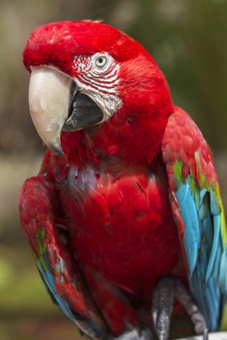 <p>I <b>pappagalli </b>sono animali molto intelligenti, ma anche complessi e sensibili e possono essere degli ottimi compagni. Però, soprattutto se sono di taglia medio-grande, non sono sempre adatti alla vita in casa. Come prima cosa bisogna sapere che l'età dei pappagalli arriva fino ai 60-80 anni e più. E vivere con loro è come avere un bambino di 3-4 anni che non cresce mai. Inoltre questi simpatici volatili, se tenuti in appartamento, non devono passare la vita chiusi in una gabbia. Hanno bisogno di poter volare liberi tra le mura domestiche, anche se è meglio non lasciarli mai incustoditi, e di interagire con i loro proprietari. In casa, quindi, devono essere fatti dei piccoli interventi per ridurre i pericoli: rimozione di lampadari, protezione dei fili elettrici, applicazione di zanzariere alle finestre.</p>