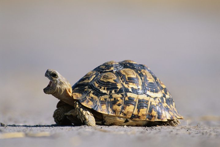 <p>Anche la <b>tartaruga di terra</b> è sempre più gettonata come animale domestico, ma prima di prenderne una è importante sapere di quanto spazio e di quali cure ha bisogno. Bisogna anche informarsi su come si comporta durante il letargo, cosa mangia, qual è il suo habitat ideale e quali sono le sue abitudini da rispettare. E la condizione indispensabile è avere un giardino o uno spazio aperto per darle la possibilità di fare movimento alla luce diretta del sole, che è un fattore fondamentale per il suo benessere. L'ideale è preparare due zone recintate: una esposta al sole e una ombreggiata per permettere alla tartaruga di ripararsi dall’eccessivo calore.</p>