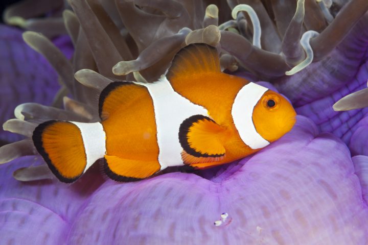 <p>Scegliere dei<b> pesci tropicali </b>per l'acquario in casa è un'idea molto originale e non banale. Bisogna però attenersi ad alcuni criteri, in modo da non creare conflitti e incompatibilità tra i vari pesci o tra questi e l'ambiente dell'acquario. Quindi non è solo una questione di bellezza o di costo perché, come una pianta ha bisogno di un terreno idoneo e un clima adatto per potersi sviluppare e crescere, così un pesce ha bisogno del suo habitat e non si adatterà a tutte le possibili compagnie.</p>