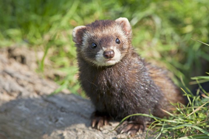 <p>Il <b>furetto </b>è un animale estroverso e socievole che si adatta molto bene alla vita domestica, purché vengano rispettate determinate regole. Il furetto, non è solo un animale dal musetto simpatico, dai modi giocherelloni e l'aria tranquilla, è un tipo di animale che necessita di molte attenzioni da parte del proprietario.Perché ama giocare con il suo padrone ed interagire con tutti coloro che si mettono a disposizione, se non gli viene dedicato il tempo necessario, è facile che cada in depressione. Essendo inoltre un animale molto curioso, ama mettersi in situazioni che potrebbero creare problemi per la sua incolumità. Quindi bisogna mettere in sicurezza l'ambiente dove lui soggiorna maggiormente.</p>