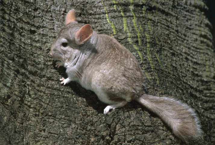 <p>Il <b>chinchilla</b>, che somiglia a un piccolo topolino, è un animaletto diventato ormai di moda da tenere in casa. Ma ha bisogno di particolari cure affinché sia a suo agio e non soffra. Questi piccoli roditori, che provengono dal Centro-Sud America, non mordono, non graffiano, ma sono molto timidi, non amano le coccole o giocare con gli umani. Ovviamente non vanno lasciati liberi per casa poiché potrebbero mangiare vari oggetti. E se ci sono delle piante, è importante assicurarsi che non siano tossiche, perché questo roditore adora sgranocchiarle e c'è il rischio che si avveleni. Però tenere il chinchilla chiuso in una gabbia non è una soluzione adeguata, quindi, conviene creargli una casetta alta e con vari accessori, come gli scivoli, le ciotole per il bagnetto e una ruota girevole per farlo muovere.</p>