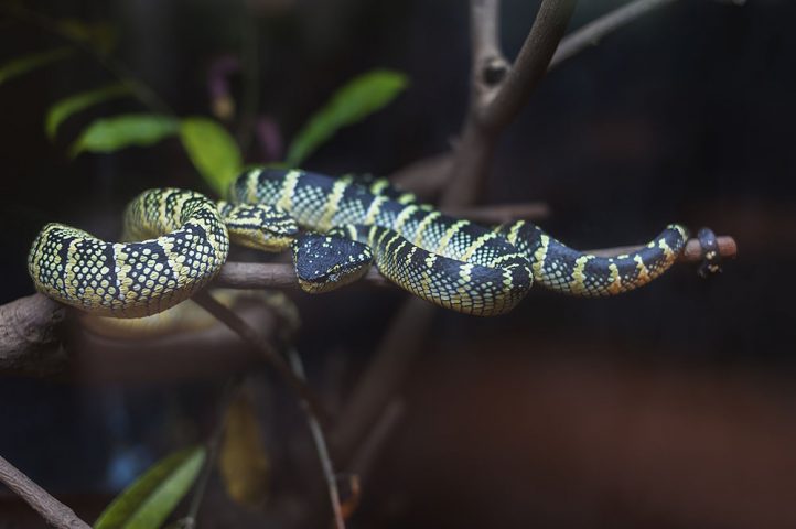 <p>Di <b>serpenti </b>ce ne sono di varie grandezze. Però da tenere in casa è meglio sceglierne uno di dimensioni ridotte. Perché più piccolo è il rettile e più piccolo sarà il suo terrario, quindi anche minore il bisogno di cibo. Molti serpenti si nutrono di topi, ma ce ne sono alcuni che mangiano anche il pesce o le lumache. Inoltre è più semplice avere un serpente che si nutra di roba congelata anziché viva.</p>