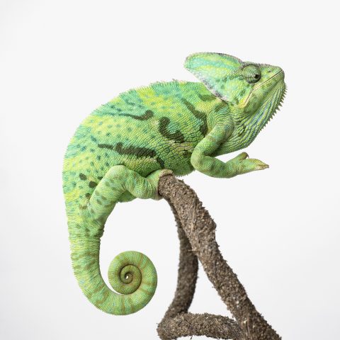 <p>L'<b>iguana </b>è un rettile simile alla lucertola ma molto più grande e più lenta nei movimenti. Quando diventa adulta si caratterizza per la tipica cresta che ha sul dorso, più evidente nei maschi che nelle femmine. È originaria del Sudamerica ma è possibile allevarla anche in appartamento riproducendo le condizioni ambientali simili a quelle del suo habitat naturale, ovvero un ambiente caldo e umido. Il luogo ideale per accogliere un’iguana in casa è una teca di vetro abbastanza grande.</p>