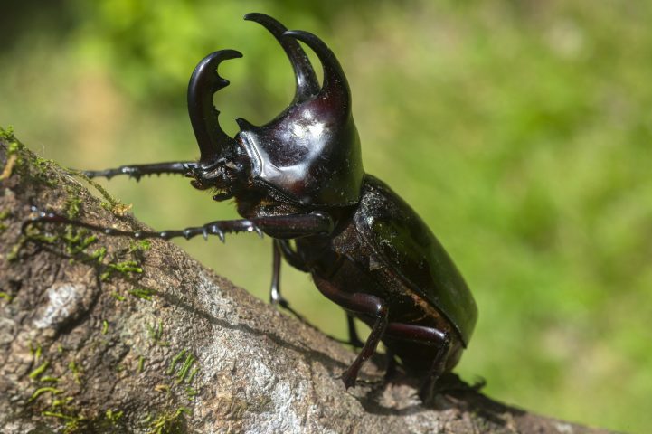 <p>Lo <b>scarabeo rinoceronte</b> è l'animale più forte della Terra anche se di fatto è un insetto di pochi grammi. Lo scarabeo rinoceronte, che deve il suo nome alla struttura a forma di corno che si vede sulla testa del maschio, è in grado di trasportare pesi 850 volte maggiori del proprio peso corporeo. Un uomo con la stessa capacità sarebbe in grado di sollevare 59 tonnellate. Sottoponendo lo scarabeo rinoceronte a un carico superiore 10-30 volte il suo peso, l'animale si comporta come se niente fosse, mantenendo per lungo tempo la sua normale velocità di locomozione.</p>