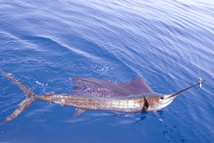 <p>Il <b>pesce vela</b> è il pesce più veloce del mondo. Può infatti raggiungere i 109 chilometri all'ora nello sprint sulla breve distanza. Le due principali sottospecie di pesce vela, atlantico e indo-pacifico, spaziano nelle acque calde e temperate degli oceani di tutto il mondo. Sono pesci di colore grigio-blu, con il ventre bianco. Prendono il nome dalla loro spettacolare pinna dorsale, che si estende per quasi tutta la lunghezza del corpo e ha un'altezza nettamente superiore al diametro del torace. Questi pesci spesso cacciano in gruppo e utilizzano la loro velocità e le imponenti pinne dorsali per radunare banchi di sardine o di alici.</p>