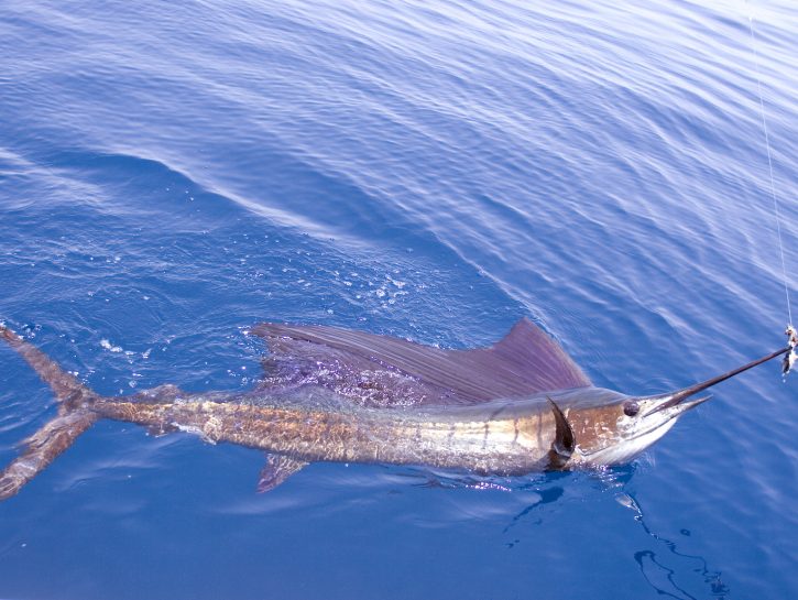 Pesce vela, il pesce più veloce del mondo | Donna Moderna