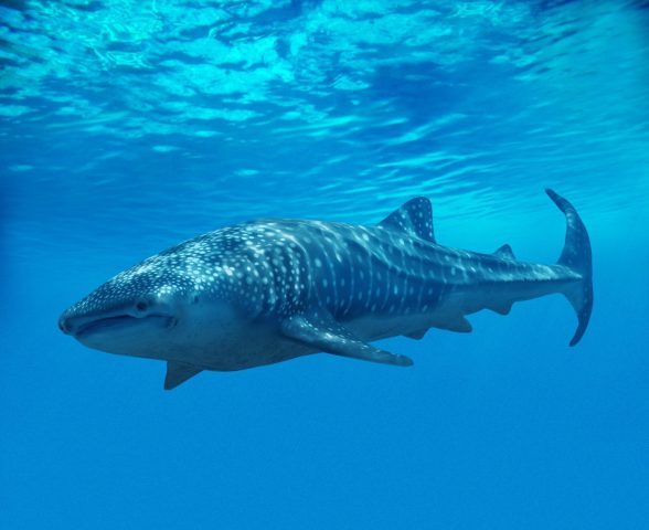 <p>Lo <b>squalo balena</b>, unico rappresentante della famiglia dei Rincodontidi, è il più grande squalo e pesce esistente al mondo. Questo enorme pesce raggiunge anche i 20 metri di lunghezza e le 30 tonnellate di peso. Inoltre lo squalo balena non è un predatore e si ciba di plancton e piccoli pesci grazie alle sua enorme bocca. Malgrado la sua larga bocca sia munita di 310 file di minutissimi denti, questo mostro è inoffensivo. Il suo aspetto è quello tipico da squalo, tuttavia presenta un corpo maggiormente largo e appiattito sul dorso, con testa smussata e bocca molto ampia. La sua prospettiva di vita va oltre i 60 anni di età e si suppone possa arrivare fino a 100 o più anni.</p>