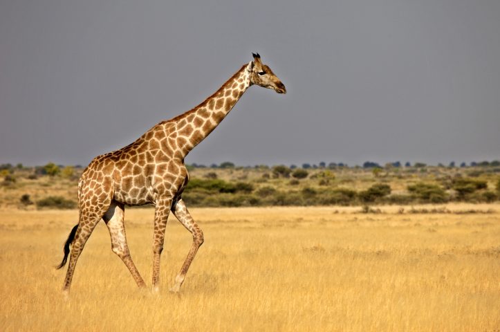 <p>La <b>giraffa </b>è l'animale con il collo più lungo del mondo, composto solo da sette vertebre, lunghe però 27 centimetri l'una: il collo arriva perciò a misurare circa due metri. E proprio grazie a questo record la giraffa è anche l'animale più alto del mondo: può raggiungere anche i sei metri d'altezza. Alla nascita, infatti, è già alta due metri e possiede una lingua prensile lunga 40/50 centimetri. Si nutre principalmente di foglie che non possono essere raggiunte da nessun altro animale, fatta eccezione per l'elefante.</p>