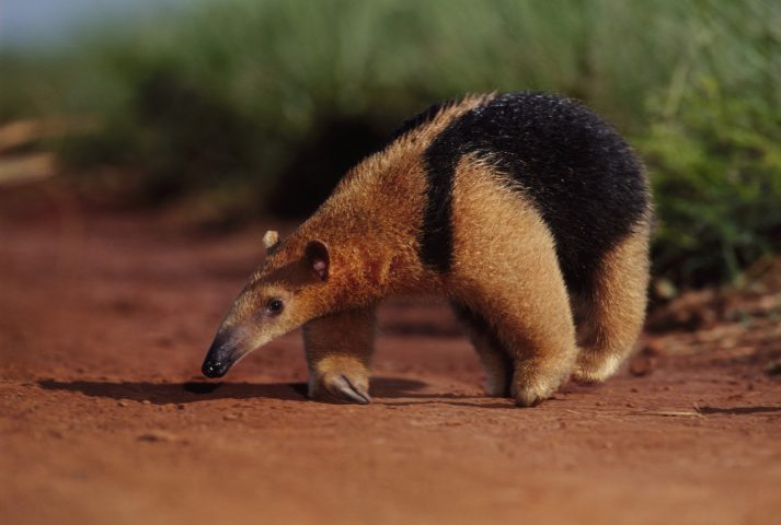 <p>Il <b>formichiere</b> è l'animale con la lingua più lunga del mondo. Questo animale ha una lingua lunga 60 centimetri di lunghezza e larga 15 centimetri. Quando un formichiere riesce ad aprire un termitaio, distruggendolo con vigorosi colpi d'artiglio, infila la sua lingua viscosa tra gli insetti che vi rimangono incollati. Fa rientrare quindi la lingua nella bocca come se aspirasse uno spaghetto. Questa operazione può essere ripetuta fino a 160 volte al minuto.</p>