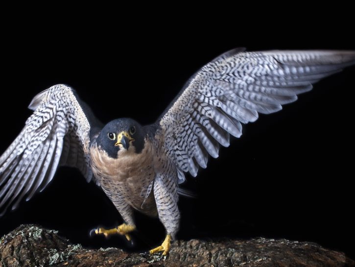 Falco Pellegrino Il Volatile Più Veloce Del Mondo Donna