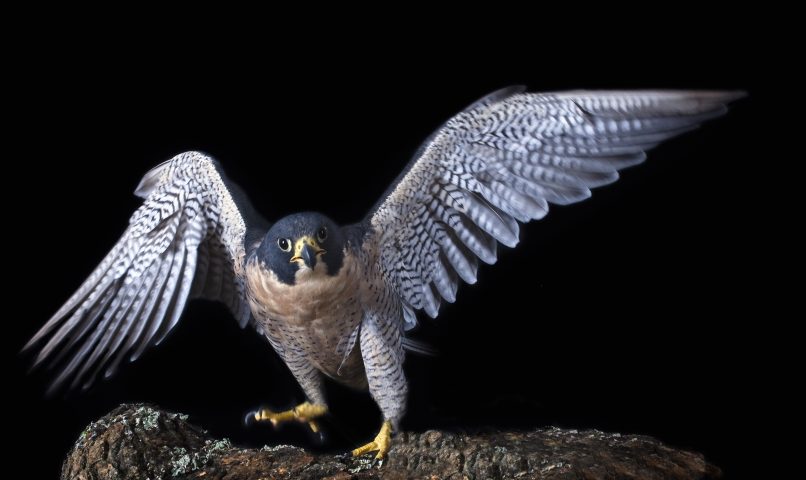 <p>Il <b>falco pellegrino</b> detiene il record di volatile più veloce del mondo. Nel piombare sulla preda, in genere piccioni o colombe, questo rapace può raggiungere i 320 chilometri orari. Una volta artigliata la vittima a mezz'aria, la porta a terra per mangiarla. E proprio l'elevata velocità che il falco può raggiungere in picchiata durante la caccia lo rende il più veloce animale vivente. Perché contrariamente a quanto si crede, questo rapace non è in grado di volare in orizzontale a velocità importanti. Il falco pellegrino ha una lunghezza compresa tra 34 e 58 centimetri, e un'apertura alare di 80–120 centimetri.</p>