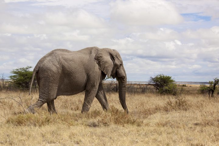 <p>L'<b>elefante africano</b>, oltre a essere il più grande mammifero del pianeta, è l'animale che ha il naso più lungo del mondo. Può arrivare ad oltre 6 metri di lunghezza, a quasi tre metri e mezzo di altezza e pesare oltre 5000 chilogrammi. E la sua proboscide contiene circa 100.000 muscoli e può sollevare fino a 270 chilogrammi di peso. Questi elefanti mangiano radici, erba, frutta, e corteccia in grandi quantità. Un elefante adulto può consumare fino a 136 kg di cibo in un solo giorno. Le loro enormi orecchie disperdono calore e li aiutano a mantenersi freschi nel torrido clima africano.</p>