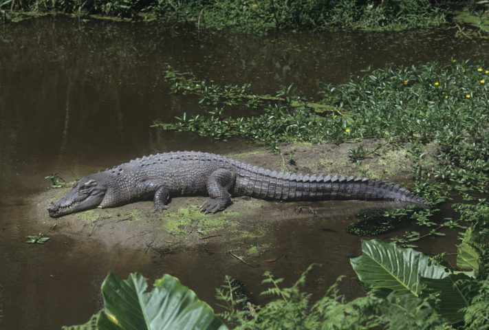 <p>Il <b>coccodrillo marino</b> è il rettile più grande del mondo. Raggiunge i 6/8 metri di lunghezza e i 1500/2000 kg di peso. E, come tutti i coccodrilli, cresce per tutto l'arco della sua vita, anche se a ritmo più sostenuto durante gli anni della giovinezza e più lentamente una volta raggiunta la piena maturità. Abita le spiagge e gli estuari della costa orientale dell'India e arriva fino alle Filippine e al nord dell'Australia. Può vivere bene tanto in acqua dolce quanto in acqua salata e si può incontrare anche a più di 900 chilometri dalle coste.</p>