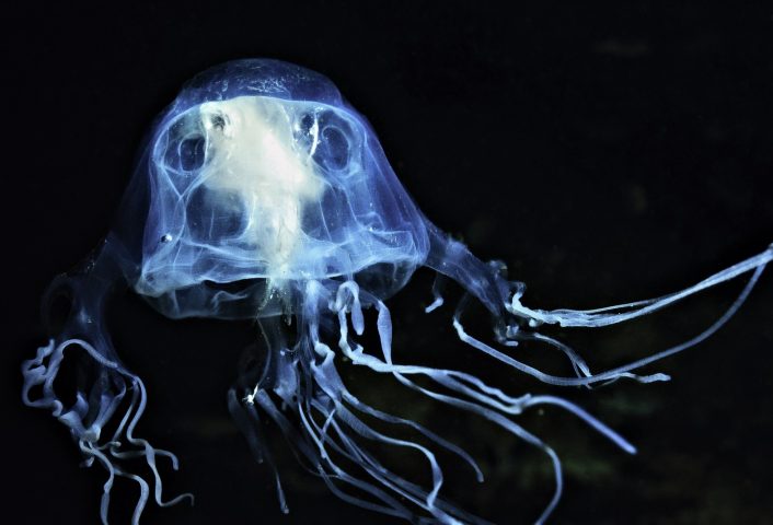 <p>La <b>vespa di mare</b>, anche chiamata cubomedusa, dietro un'apparenza così rassicurante, è uno degli animali più letali del mondo. Con i suoi micidiali tentacoli può uccidere un uomo in meno di un minuto. Assidua frequentatrice delle acque tropicali dell'Australia settentrionale, la medusa killer ha fatto più vittime dei temutissimi squali bianchi. Un esemplare adulto della vespa di mare può raggiungere le dimensioni di un pallone da basket e avere fino a 60 tentacoli lunghi anche tre metri, ciascuno dei quali contiene fino a 5 miliardi di microscopici pungiglioni.</p>