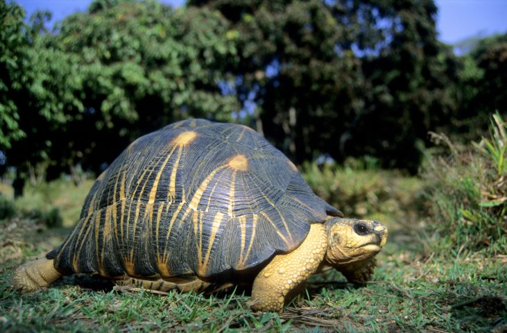 <p>La <b>testuggine raggiata</b> è l'animale più longevo del mondo. Può raggiungere, infatti, anche i 200 anni di età. Questa grande tartaruga diffusa nel Madagascar meridionale e presente anche nelle isole Mauritius, può arrivare a misurare anche 40 cm di lunghezza e può pesare 20 kg. È una specie esclusivamente terricola con abitudini diurne. La testuggine raggiata mangia erbe (che costituiscono oltre il 90% della sua dieta), frutti e piante succulente.</p>