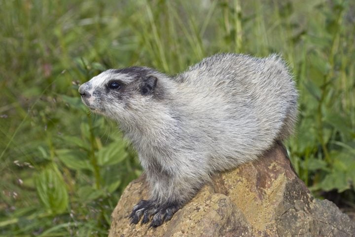 <p>La <b>marmotta dell'Alaska</b> è lo scoiattolo artico che detiene il record dell'animale più dormiglione del mondo. Infatti può rimanere in uno stato di quiescenza o letargo, accompagnato da un sonno più o meno profondo e prolungato, per 8-9 mesi l'anno, durante i quali rallenta in modo considerevole il suo metabolismo abituale. Le marmotte dell'Alaska rimangono attive fino alle prime nevicate di fine agosto, quando entrano in letargo abbassando il loro ritmo cardiaco (da 100 battiti al minuto a 2-3) e la respirazione (che diventa appena percettibile). Diminuiscono anche la propria temperatura corporea dai 35°C abituali a 4,5°-7,5°C. Il letargo tuttavia non è continuo, perché ogni 3 o 4 settimane si svegliano per orinare o defecare.</p>